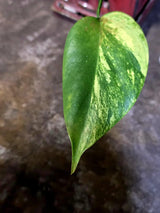 Monstera Aurea Variegated Plant - Rare Aroid - Monstera Marmota Indoor - Exact Plant (June-16-05)