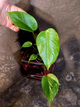 Monstera Aurea Variegated Plant - Rare Aroid - Monstera Marmota Indoor - Exact Plant (June-16-05)