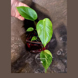 Monstera Aurea Variegated Plant - Rare Aroid - Monstera Marmota Indoor - Exact Plant (June-16-05)