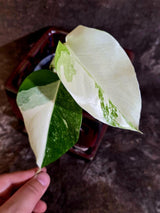 Variegated Monstera Albo Borsigiana -Baby Leaf - Exact Plant - US Seller (June-16-08)