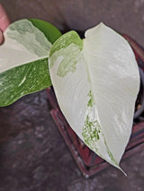 Variegated Monstera Albo Borsigiana -Baby Leaf - Exact Plant - US Seller (June-16-08)