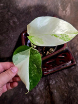Variegated Monstera Albo Borsigiana -Baby Leaf - Exact Plant - US Seller (June-16-08)