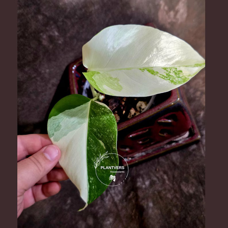 Variegated Monstera Albo Borsigiana -Baby Leaf - Exact Plant - US Seller (June-16-08)