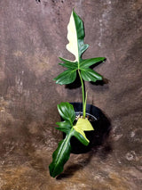 Variegated Golden Dragon Philodendron - Exact Plant (June-16-09)