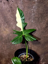 Variegated Golden Dragon Philodendron - Exact Plant (June-16-09)