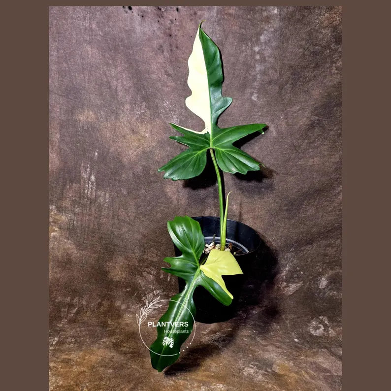 Variegated Golden Dragon Philodendron - Exact Plant (June-16-09)