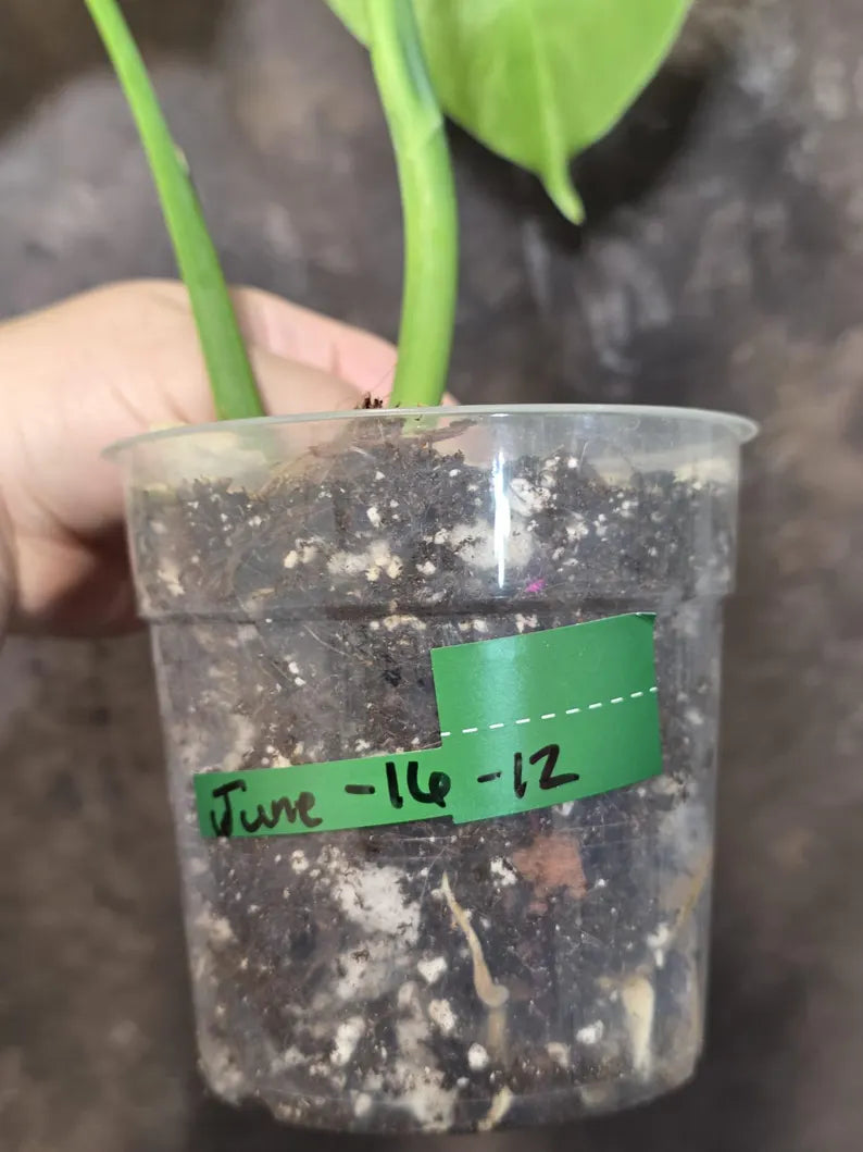 Monstera Aurea Variegated Plant - Rare Aroid - Exact Plant - US Seller (June-16-12)