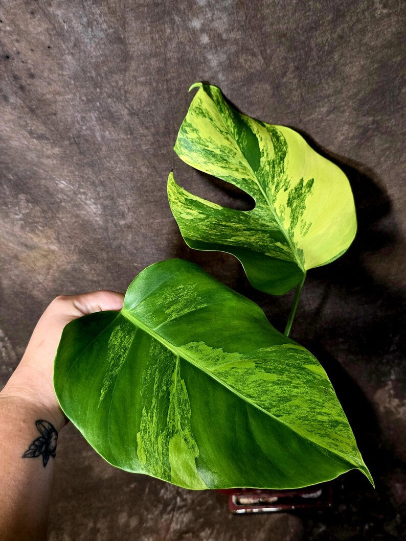 Monstera Aurea Variegated Plant - Rare Aroid - Exact Plant - US Seller (June-16-12)