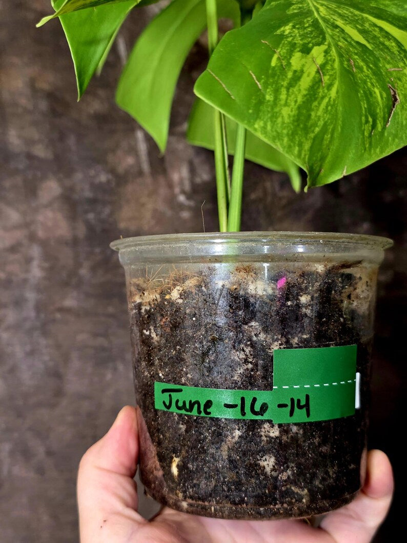Monstera Aurea Variegated Plant - Rare Tropical Aroid - EXACT Plant - US Seller (June-16-14)