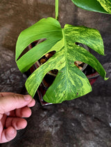 Monstera Aurea Variegated Plant - Rare Tropical Aroid - EXACT Plant - US Seller (June-16-14)