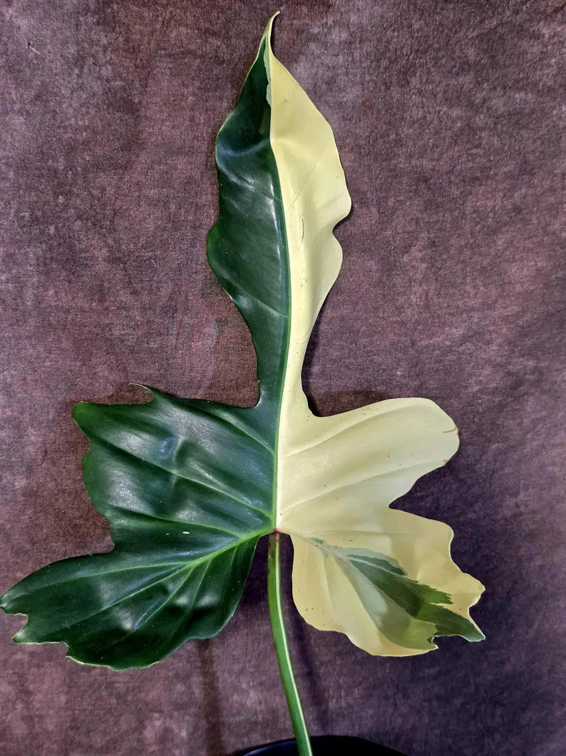 EXACT Golden Dragon Philodendron Variegated Plant - Rare Plant - EXACT Plant(June-16-18)