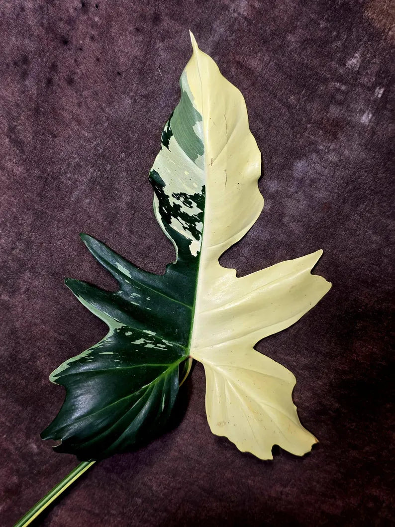 Golden Dragon Philodendron Variegated Plant - Collector Rare Plant - EXACT Plant (June-16-13)