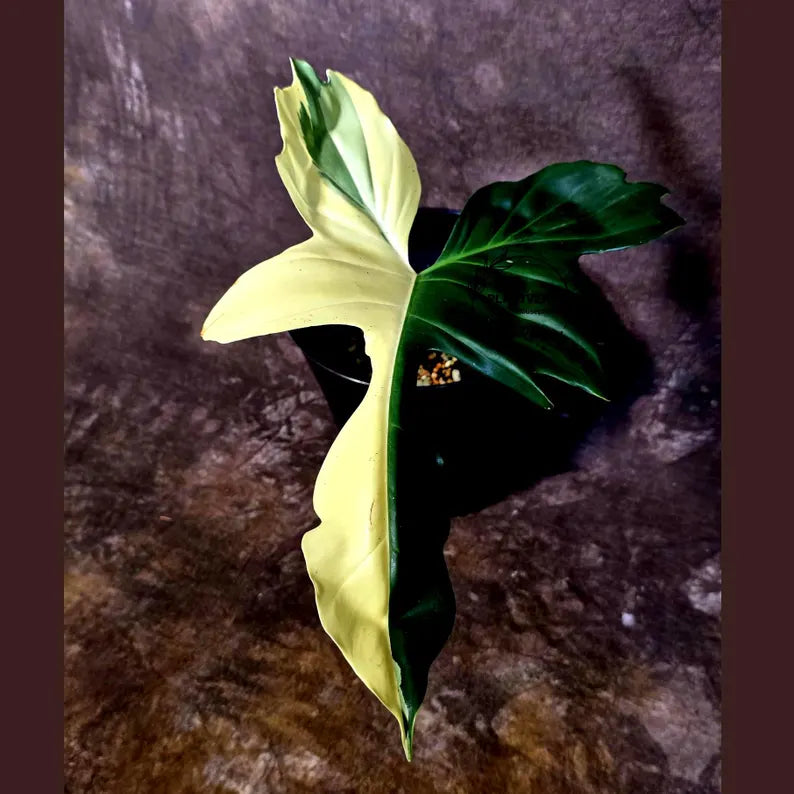 EXACT Golden Dragon Philodendron Variegated Plant - Rare Plant - EXACT Plant(June-16-18)
