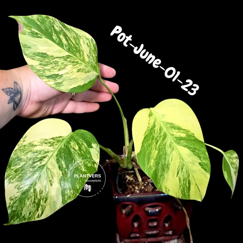Variegated Monstera Aurea Live Plant - Rare Yellow Variegated Monstera Borsigiana - Collector Grade Houseplant - US Seller