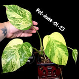 Variegated Monstera Aurea Live Plant - Rare Yellow Variegated Monstera Borsigiana - Collector Grade Houseplant - US Seller