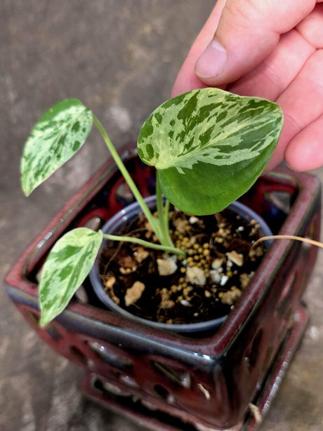 Super Rare Monstera Bulbasaur Variegated Live Plant - (July-10-13-ER)