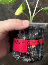 Super Rare Monstera Bulbasaur Variegated Live Plant - (July-10-13-ER)