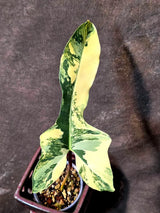 Variegated Philodendron Brown Beauty Live Plant - (July-10-38-ER)