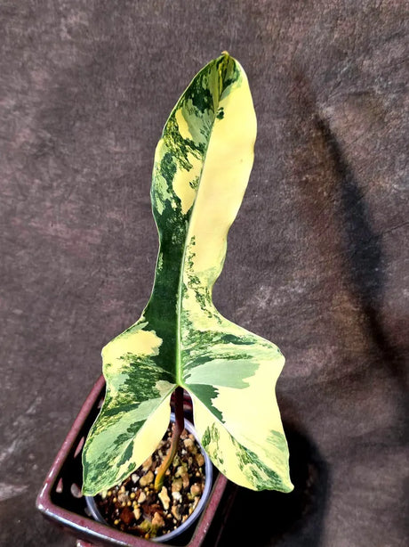Variegated Philodendron Brown Beauty Live Plant - (July-10-38-ER)