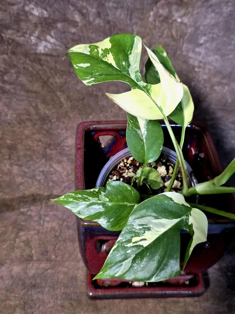 Variegated Rhaphidophora Tetrasperma Albo - (July-14-04)