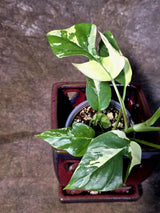 Variegated Rhaphidophora Tetrasperma Albo - (July-14-04)