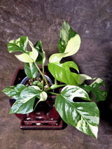 Variegated Rhaphidophora Tetrasperma Albo - (July-14-04)