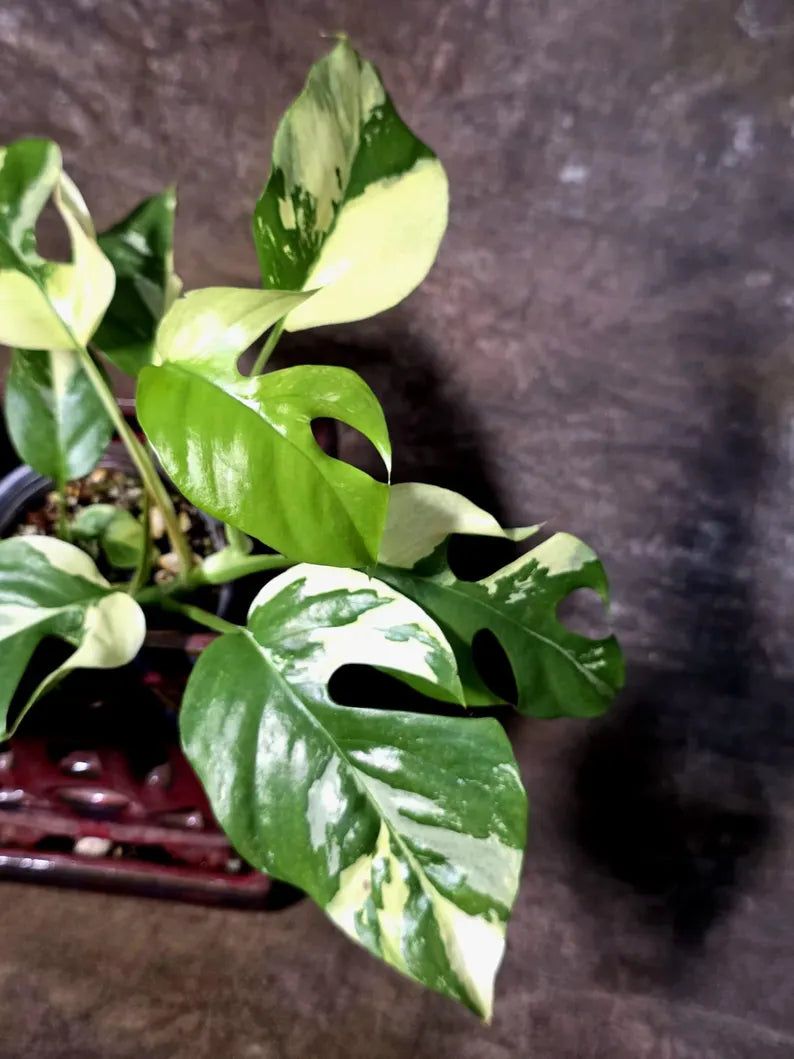 Variegated Rhaphidophora Tetrasperma Albo - (July-14-04)