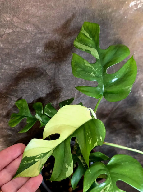 Variegated Rhaphidophora Tetrasperma Albo - (July-14-06)