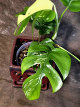 Variegated Rhaphidophora Tetrasperma Albo - (July-14-06)