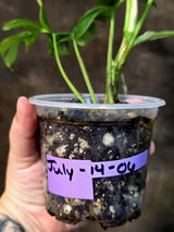 Variegated Rhaphidophora Tetrasperma Albo - (July-14-06)
