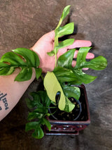 Variegated Rhaphidophora Tetrasperma Albo - (July-14-06)