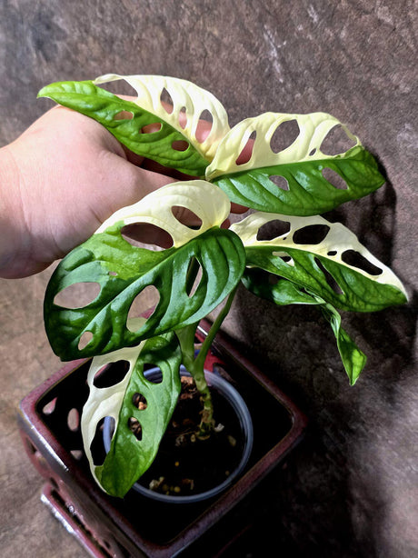Variegated Monstera Adansonii Albo Live Plant -(July-14-05)