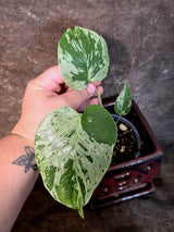 Super Rare Monstera Bulbasaur Variegated Live Plant (July-14-08)