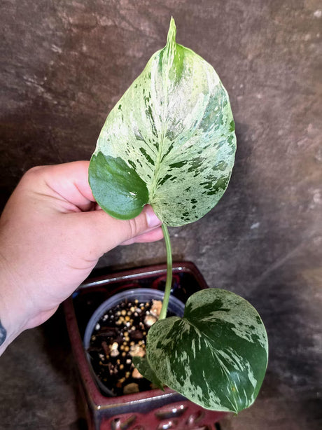 Super Rare Monstera Bulbasaur Variegated Live Plant (July-14-08)