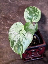 Super Rare Monstera Bulbasaur Variegated Live Plant (July-14-08)