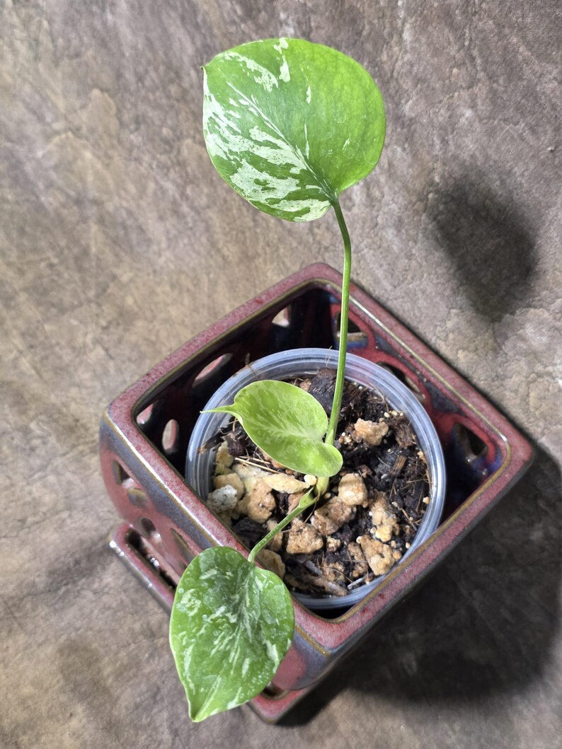Super Rare Monstera Bulbasaur Variegated Live Plant (July-14-09-ER)