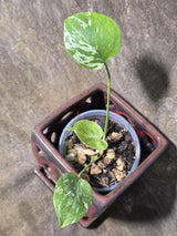 Super Rare Monstera Bulbasaur Variegated Live Plant (July-14-09-ER)
