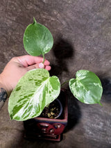 Super Rare Monstera Bulbasaur Variegated Live Plant (July-14-11-ER )