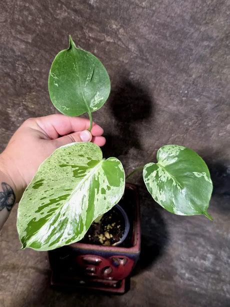 Super Rare Monstera Bulbasaur Variegated Live Plant (July-14-11-ER )