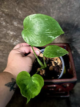 Super Rare Monstera Bulbasaur Variegated Live Plant -(July-14-12-ER)