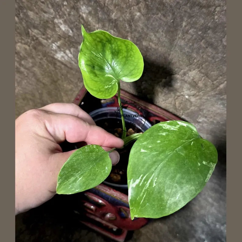 Super Rare Monstera Bulbasaur Variegated Live Plant -(July-14-12-ER)