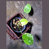 Super Rare Monstera Bulbasaur Variegated Live Plant (July-14-09-ER)