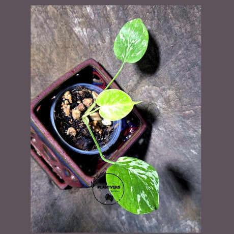 Super Rare Monstera Bulbasaur Variegated Live Plant (July-14-09-ER)