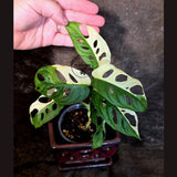 Variegated Monstera Adansonii Albo Live Plant -(July-14-05)