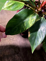Yellow Congo Philodendron Variegated Live Plant - (July-14-01-ER)