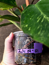 Yellow Congo Philodendron Variegated Live Plant - (July-14-01-ER)
