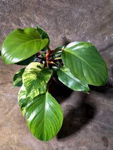 Yellow Congo Philodendron Variegated Live Plant - (July-14-01-ER)