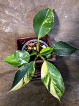 Yellow Congo Philodendron Variegated Live Plant - (July-14-02-ER)