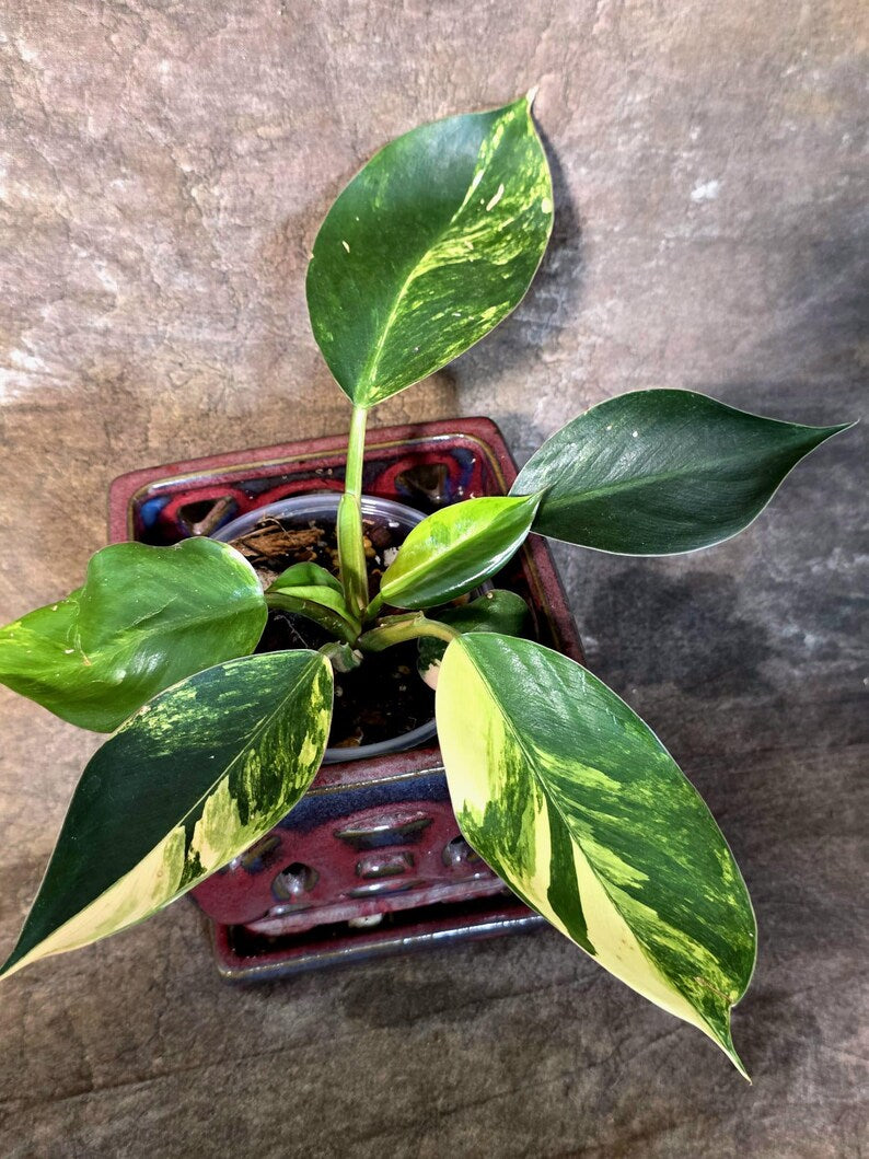 Yellow Congo Philodendron Variegated Live Plant - (July-14-02-ER)