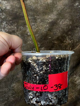 Variegated Philodendron Brown Beauty Live Plant - (July-10-38-ER)